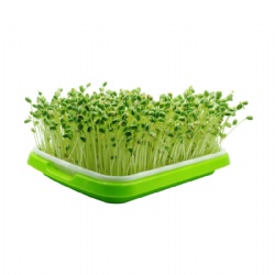 Nursery Tray